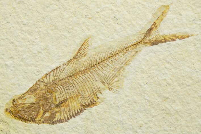 Detailed Fossil Fish (Diplomystus) - Wyoming #363915